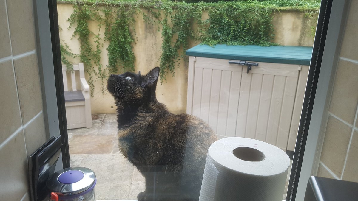 This isn't our cat is pretending she doesn't want to be let in to our house, not really, she's just on the windowsill by pure chance