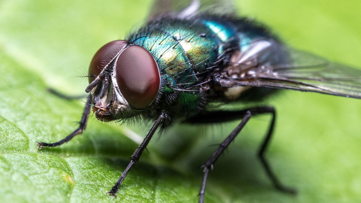 TheOnion's tweet photo. Fly Thinks Back Fondly On Time It Got To Perch On Popsicle Stick For Few Seconds https://t.co/WKmeYqdpGi https://t.co/JYBkbX0d5m