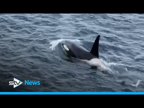Orca News tweet media
