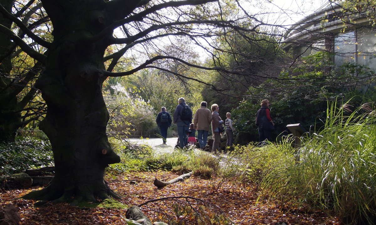 Onze bomencollectie heeft een internationaal keurmerk behaald: 'ArbNet Arboretum Level II'. Blijdorp heeft hiermee de 1e Nederlandse bomencollectie met zo'n keurmerk! <a href="/ArbNetorg/">ArbNet</a> is een wereldwijd netwerk van meer dan 2.000 geregistreerde bomencollecties: diergaardeblijdorp.nl/1e-nlse-bomenc…