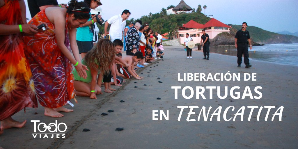 TodoViajesGdl's tweet photo. La #conservacion de las especies marinas es una actividad que nos concierne a todos💚y en el Hotel #LosAngelesLocos de #Tenacatita, tú puedes ser partícipe de la #LiberacionDeTortugas laúd cada temporada 🐢🌊#TodoViajes #MasQueUnViaje #UnaGranExperiencia #AgenciaDeViajes #Viajes https://t.co/cczOYliJ9a