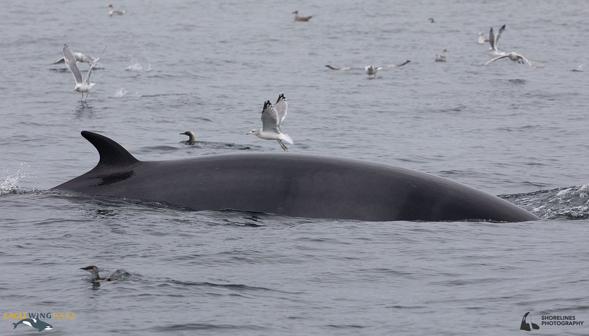 eaglewingtours's tweet image. Sights of the #SalishSea: Minke whale
Shorelines Photography
@DestinationCAN @TourismVI @HelloBC @victoriavisitor
#wild4whales #restartbc #supportlocal #staycation