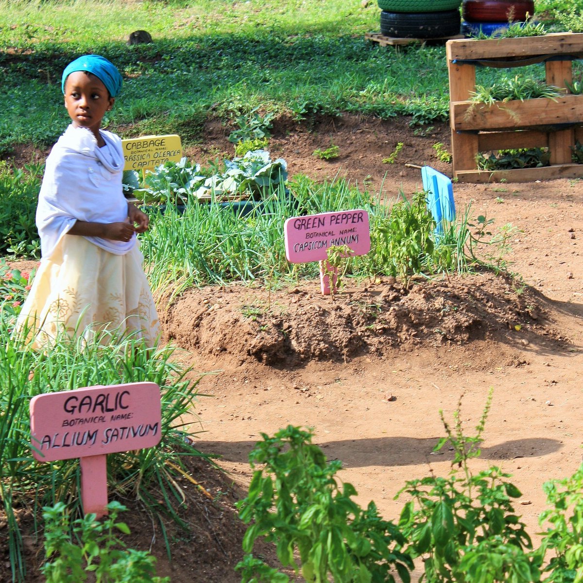 Mmofra_Ghana's tweet photo. Some #buddingbotanist shares from #MmofraPlace park, #Ghana #BlackBotanistsWeek #plantinteractions #plantpeople #outdoorlearning https://t.co/gMHbrhIa3L