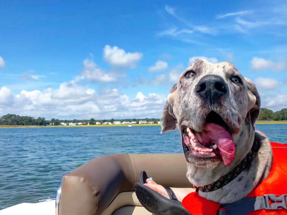 VOTE NOW for our Dog Days of Summer August Cover Contest! Sponsored by Dogwood Acres Pet Retreat: <a href="/DAPetRetreat/">Dogwood Acres</a> #covercontest #boatdog
proptalk.com/2020-boat-dog-…