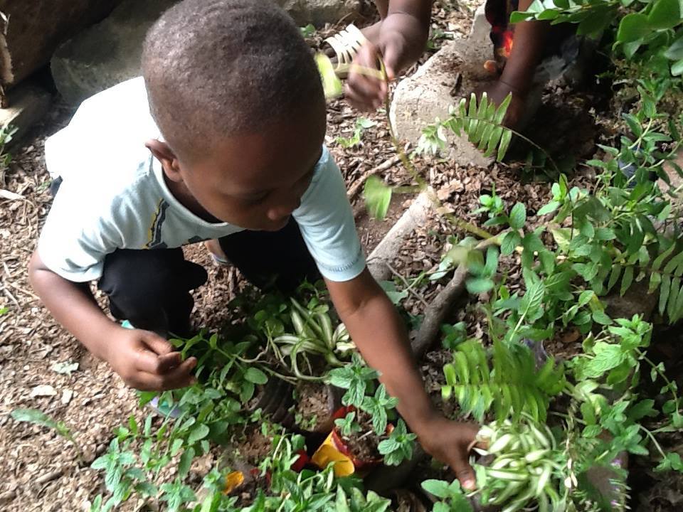 Mmofra_Ghana's tweet photo. Some #buddingbotanist shares from #MmofraPlace park, #Ghana #BlackBotanistsWeek #plantinteractions #plantpeople #outdoorlearning https://t.co/gMHbrhIa3L