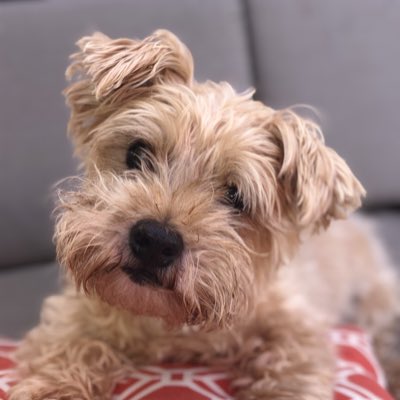 Modern_Dog's tweet photo. #NewProfilePic https://t.co/JJRHljaguG