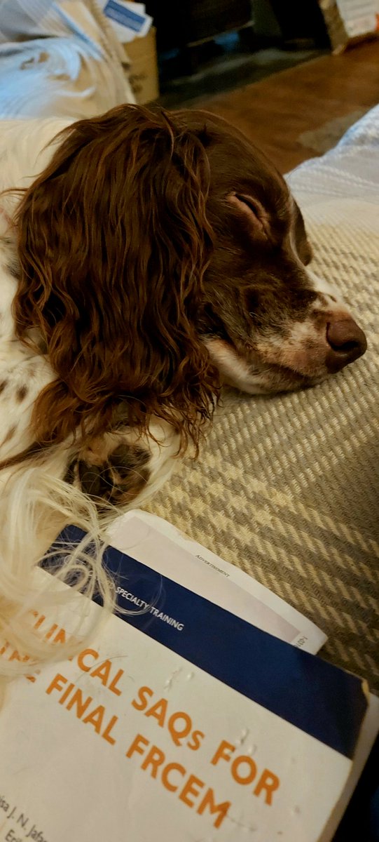 Dr_JonL's tweet photo. This is what Poppy thinks of all of this revision malarkey #DogsLife #dogsoftwitter #RCEMFinalSAQ #RevisionHell https://t.co/7FAI4HpVmV