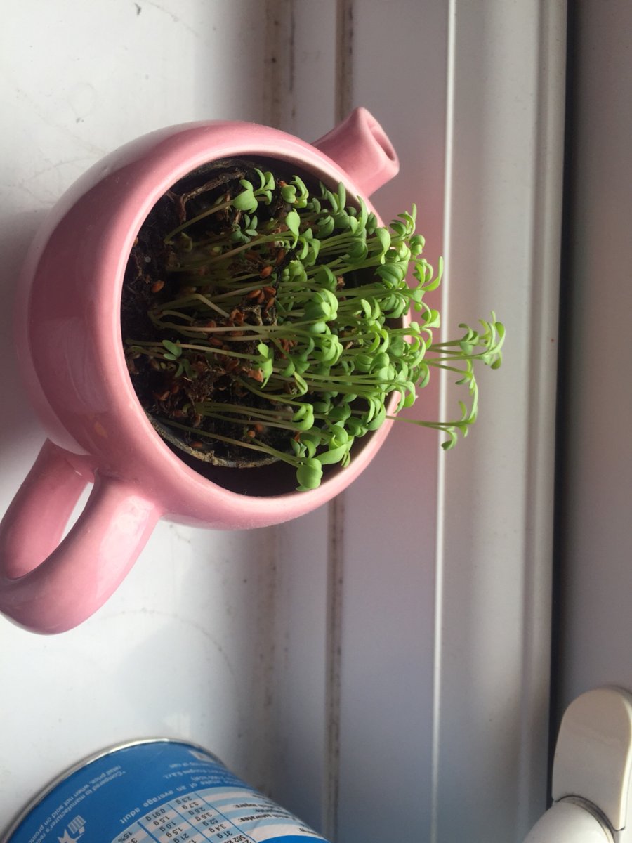 SpringCPS's tweet photo. Check out Year two's final batch of plants. Well done to each and every one of the children that took part in the 'Plant Project'. #getplanting https://t.co/bZg3eVmzSb