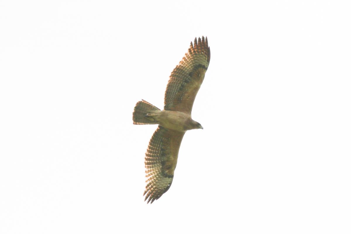 The 2nd 2cy GPS-tacked Bonelli's Eagle in denmark this year was here april 27th - may 3rd, and now it's back! It came back on july 24th and today it was just west of Hals (northernjutland) 
Photo: Sakari Kauppinen (May 3rd 2020)
<a href="/LeeEvansBirding/">Lee Evans (LGRE) - the official account</a> <a href="/Club300_SE/">Club 300</a> <a href="/TarsigerTeam/">Tarsiger</a>