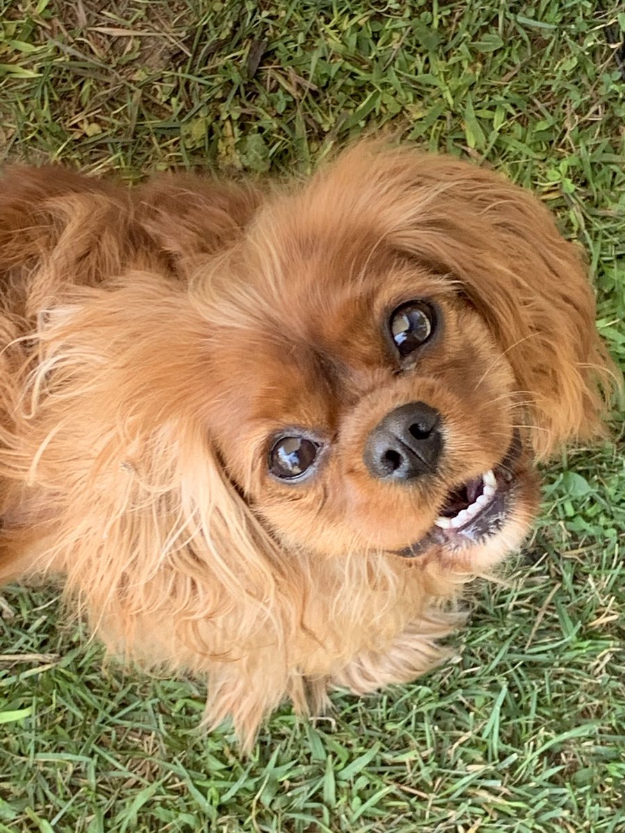 Dizzy Ms. Lizzy says hello! #dogsofinstagram #summer #needgroomerstat #humidity