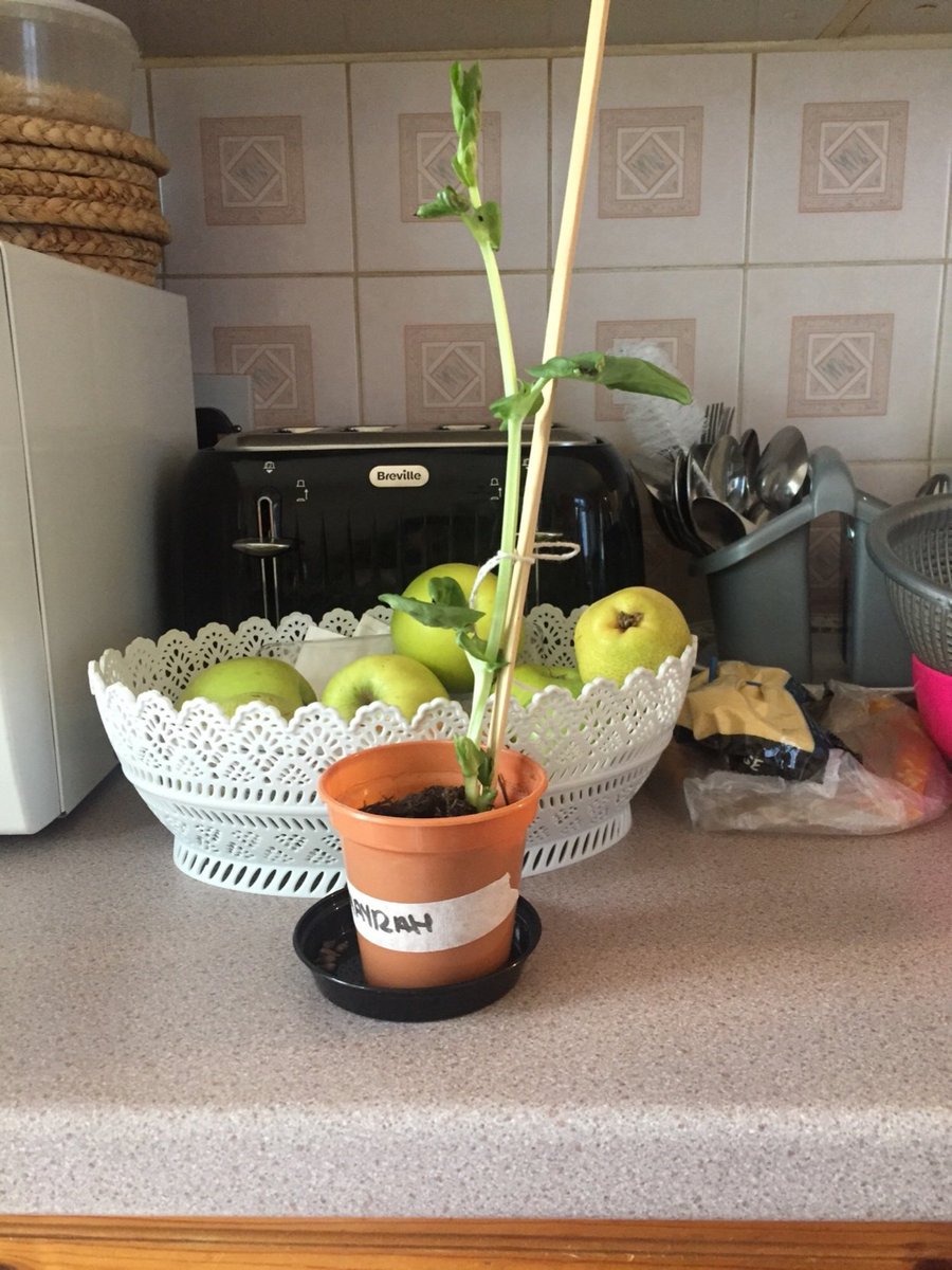 SpringCPS's tweet photo. Check out Year two's final batch of plants. Well done to each and every one of the children that took part in the 'Plant Project'. #getplanting https://t.co/bZg3eVmzSb