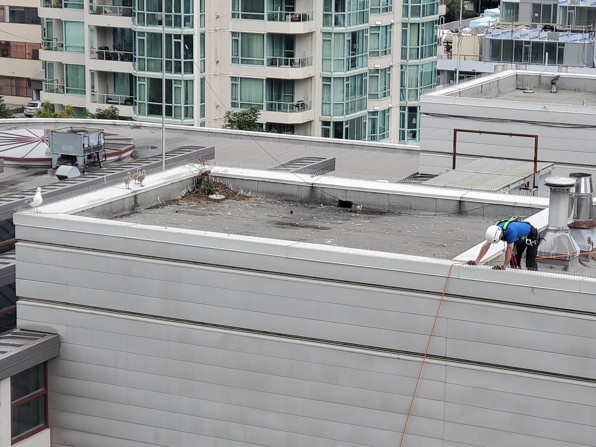 gocampbc's tweet photo. @nvanrcmp The two week old seagull chicks are scared with the workers on the roof! @NorthShoreNews https://t.co/e0ITZBYPu8