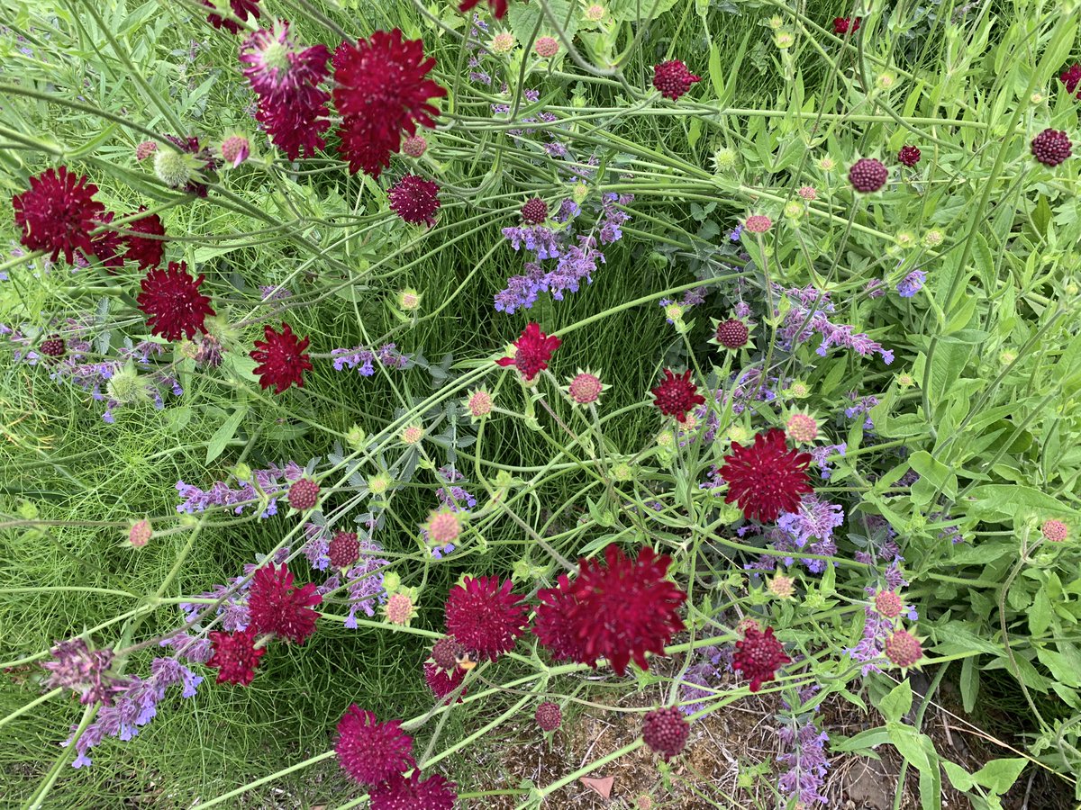 FionaDrane's tweet photo. Lovely self distancing walk with friends today. Then a treat at Woodside Cafe. Needed it. Was feeling the monotony of it all today. #scotlandstartshere #windowonscotland #HameTownTourist https://t.co/qYVRyA1770
