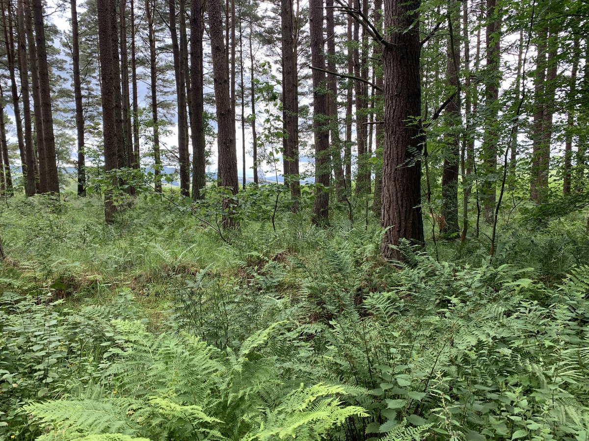 FionaDrane's tweet photo. Lovely self distancing walk with friends today. Then a treat at Woodside Cafe. Needed it. Was feeling the monotony of it all today. #scotlandstartshere #windowonscotland #HameTownTourist https://t.co/qYVRyA1770
