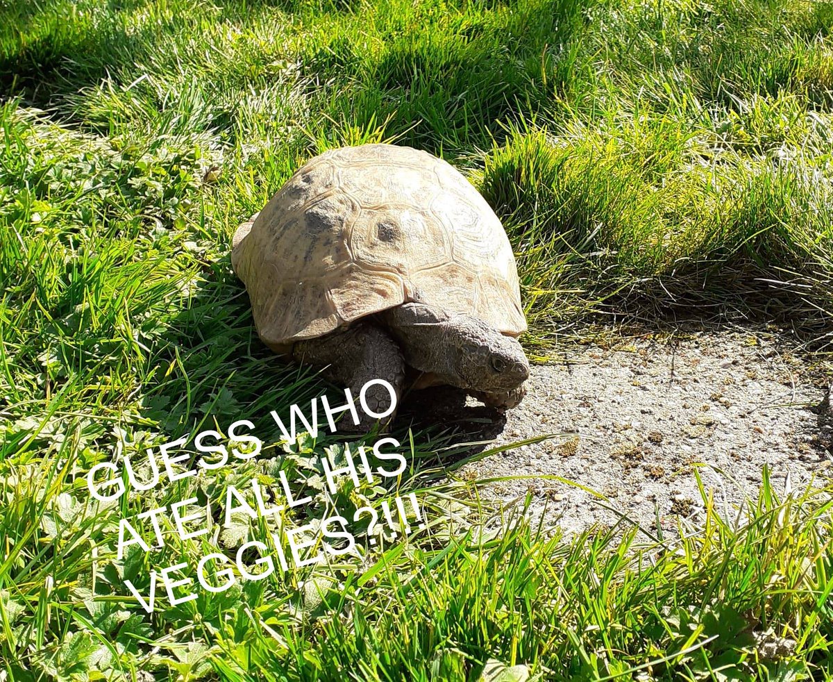 AlbertTortoise's tweet photo. In spite of #greyskies an #active day for our #hero #AlbertTheTortoise - a good feed, wander and always time in the #diary for some #powernaps. You never can tell. #keepsafe
#tortoise #gardenlife #eating #childrensbooks #kidlit #warmenough #turtle #minidinosaur #lifeontheveg https://t.co/DOc0k7O2AM