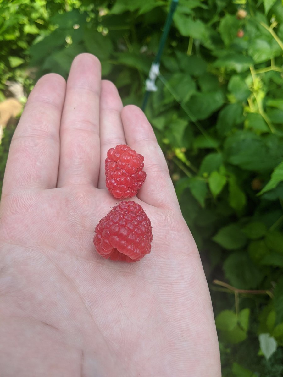 YoungsNathan's tweet photo. Raspberries are finally ready. https://t.co/NQMgB6zKsV
