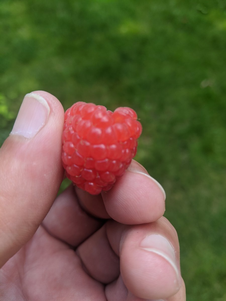 YoungsNathan's tweet photo. Raspberries are finally ready. https://t.co/NQMgB6zKsV