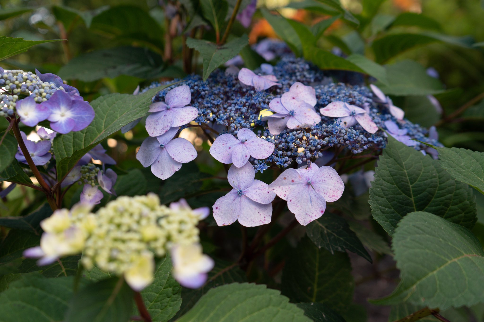 Levesque’s Organic Farm (FarmLevesque) / Twitter