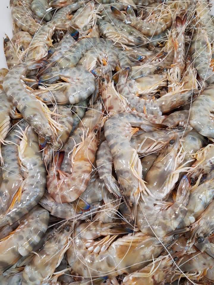Almoradux's tweet photo. Hoy es martes.

Restaurante Almoradux 
Hinojos 
☎️ 959459779

#cocinadeproducto #mar #mariscos #gambas #langostinos #verano  #Hinojos #Doñana #Huelva #Andalucia #turismoAndalucia #costadelaluz #restaurantesHuelva https://t.co/LnoDDsKqtS