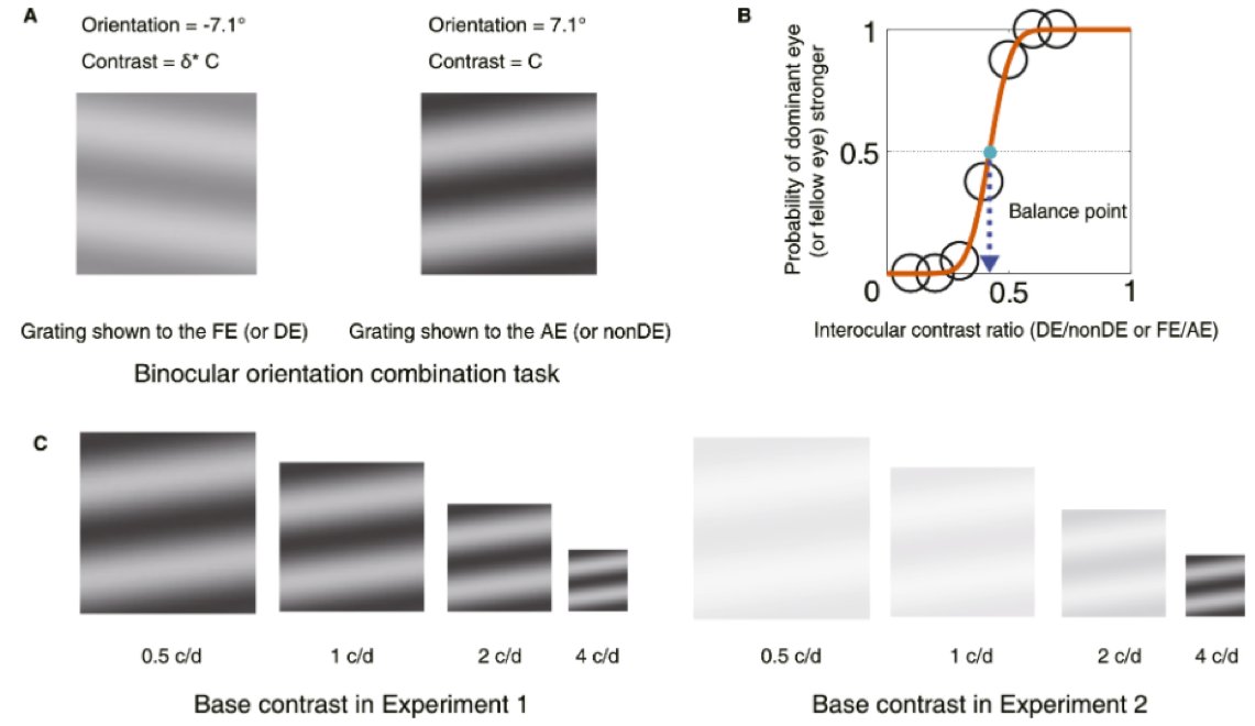 ARVOiovs's tweet image. A new study @ARVOiovs found #binocular balance was more disrupted at higher spatial frequencies in binocular combination in #amblyopia.
Read the full article here: tinyurl.com/y8mvcazr #spatialvision