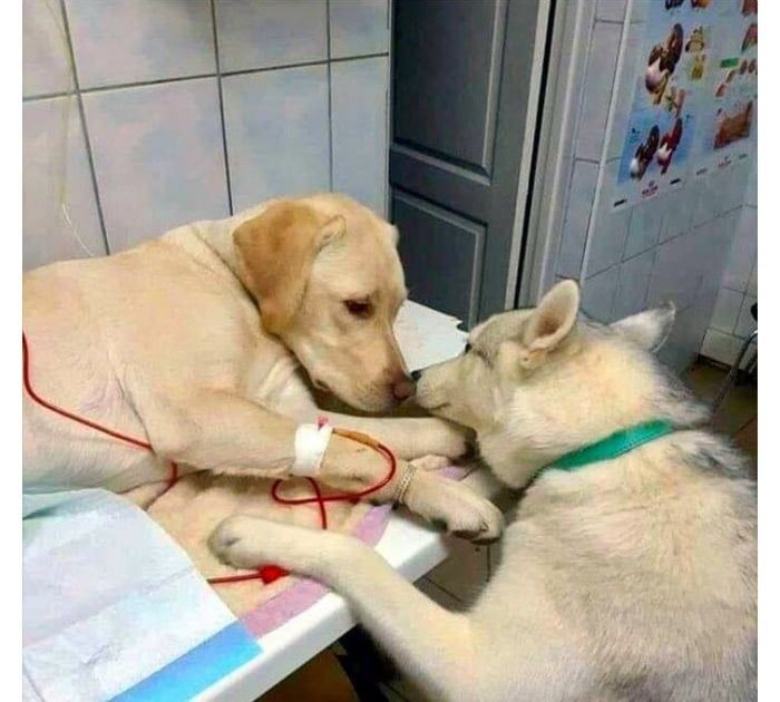 In den USA gibt es bei einem Tierarzt einen Beruhigungshund, der anderen Tieren vermitteln soll, dass alles ok ist. Er ist quasi ein Dogtor 😭❤