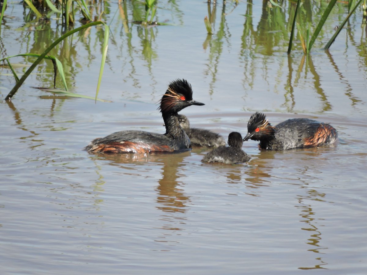 Geoorde Futen druk bezig met het voeren van hun jongen.#geoordefuut #hunzedal #groningerlandschap