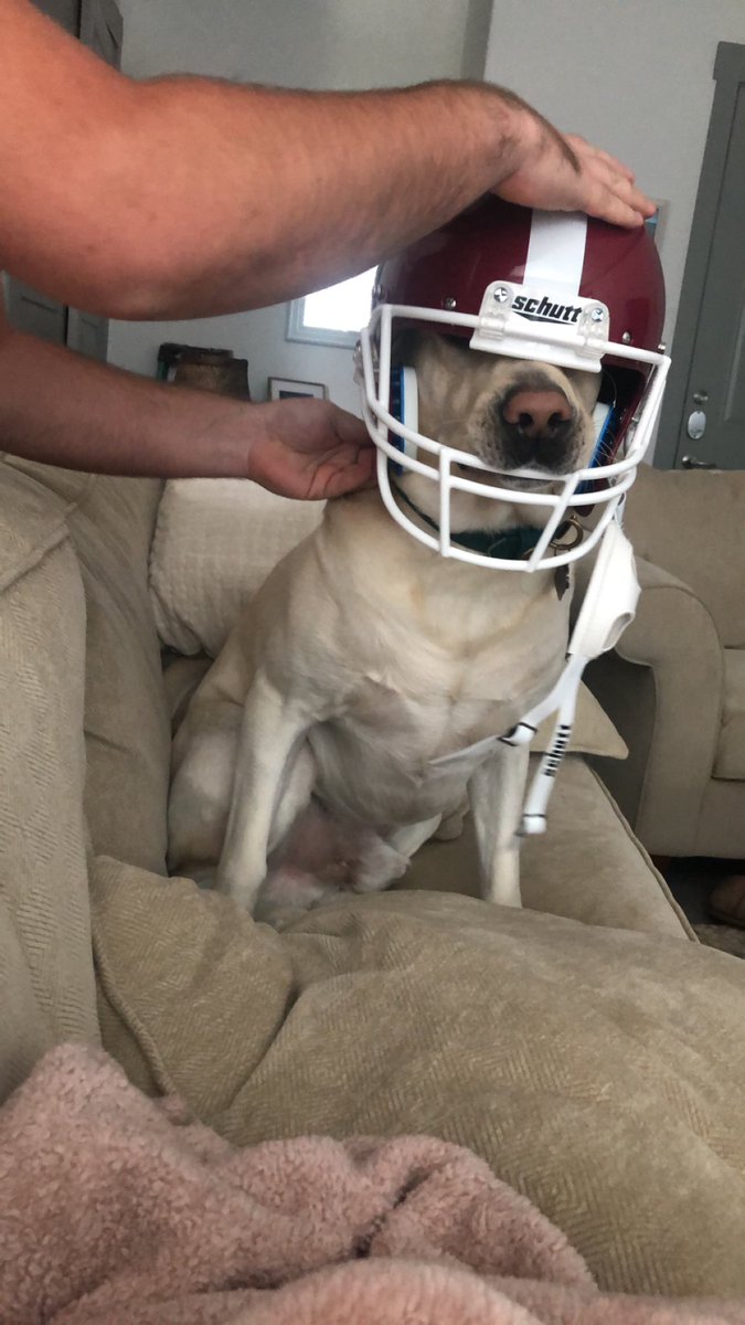 alex_viscusi42's tweet photo. I’d like to introduce everyone to Air Bud https://t.co/dVxA04Ua38