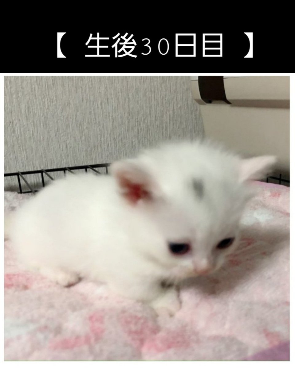 神ノ 雫 かっこいい男はモテて かっこつけの男はモテない らしい 上半期no １頂きました 年間no １も頂きます 写真は僕の娘
