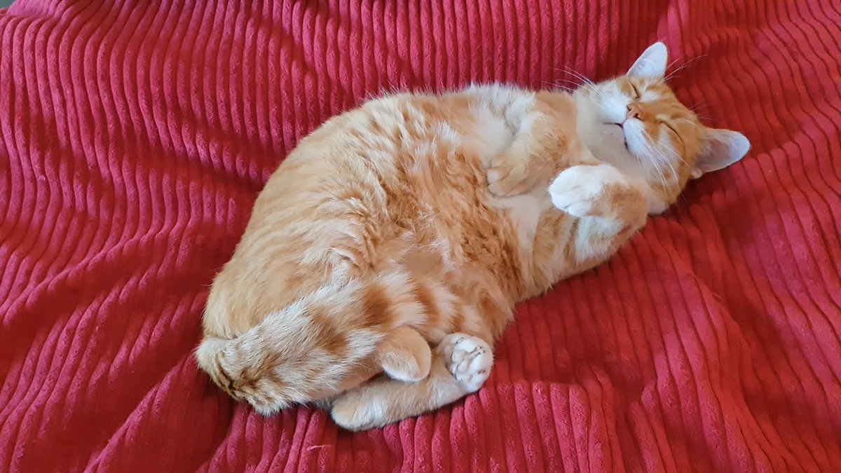 CatFoodBreath's tweet photo. Some humans cannot tell the difference between regular napping, recreational napping, napping napping, training napping, and #TourDeCouch competitive napping.  Unbelievable.  #LeTour #ItsPrettyObvious https://t.co/2sBdq7EseE
