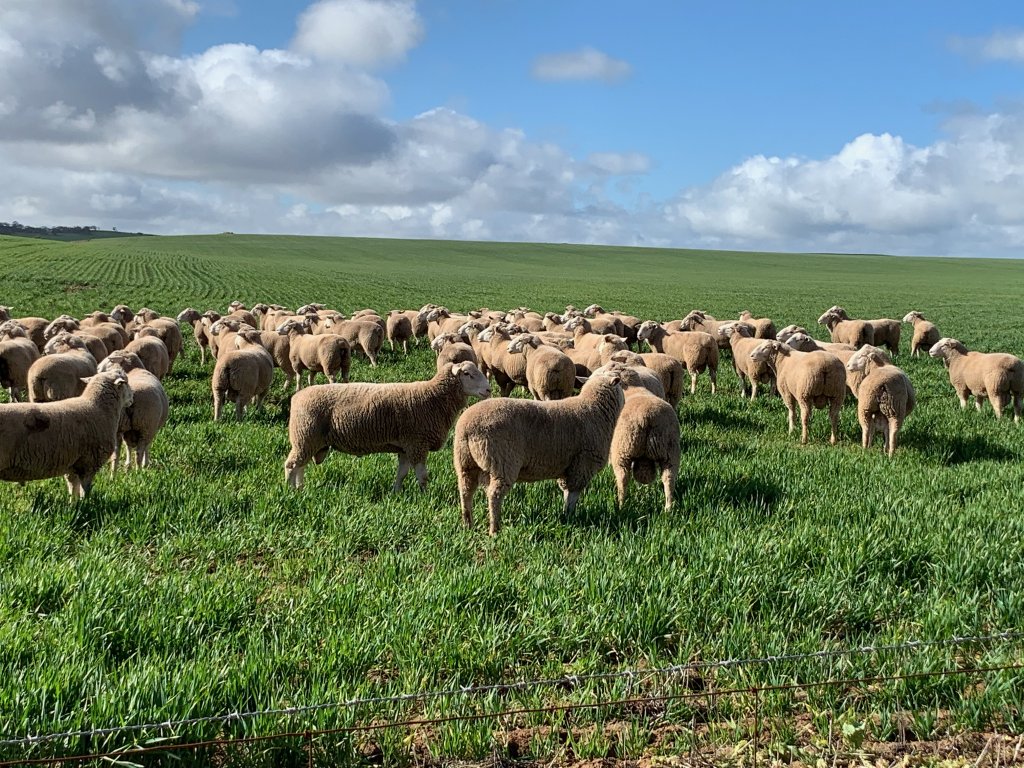 Uralba White Suffolk tweet media