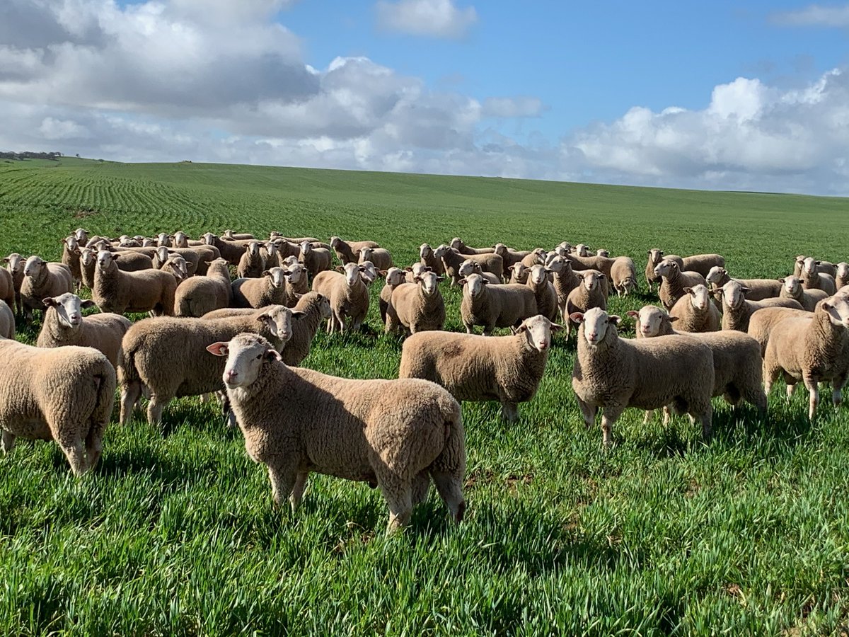 Uralba White Suffolk tweet media