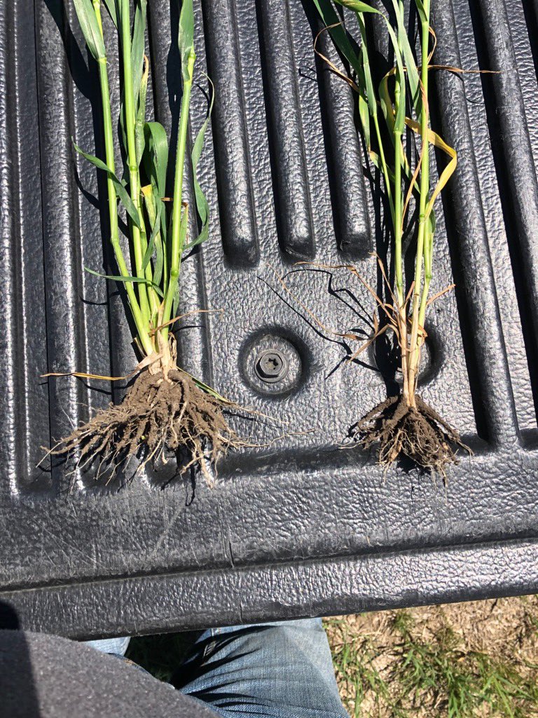 douggomex's tweet photo. For a crop like the “LEFT” contact your #PDHG farms #Omex today https://t.co/W0WP2ZJLBa