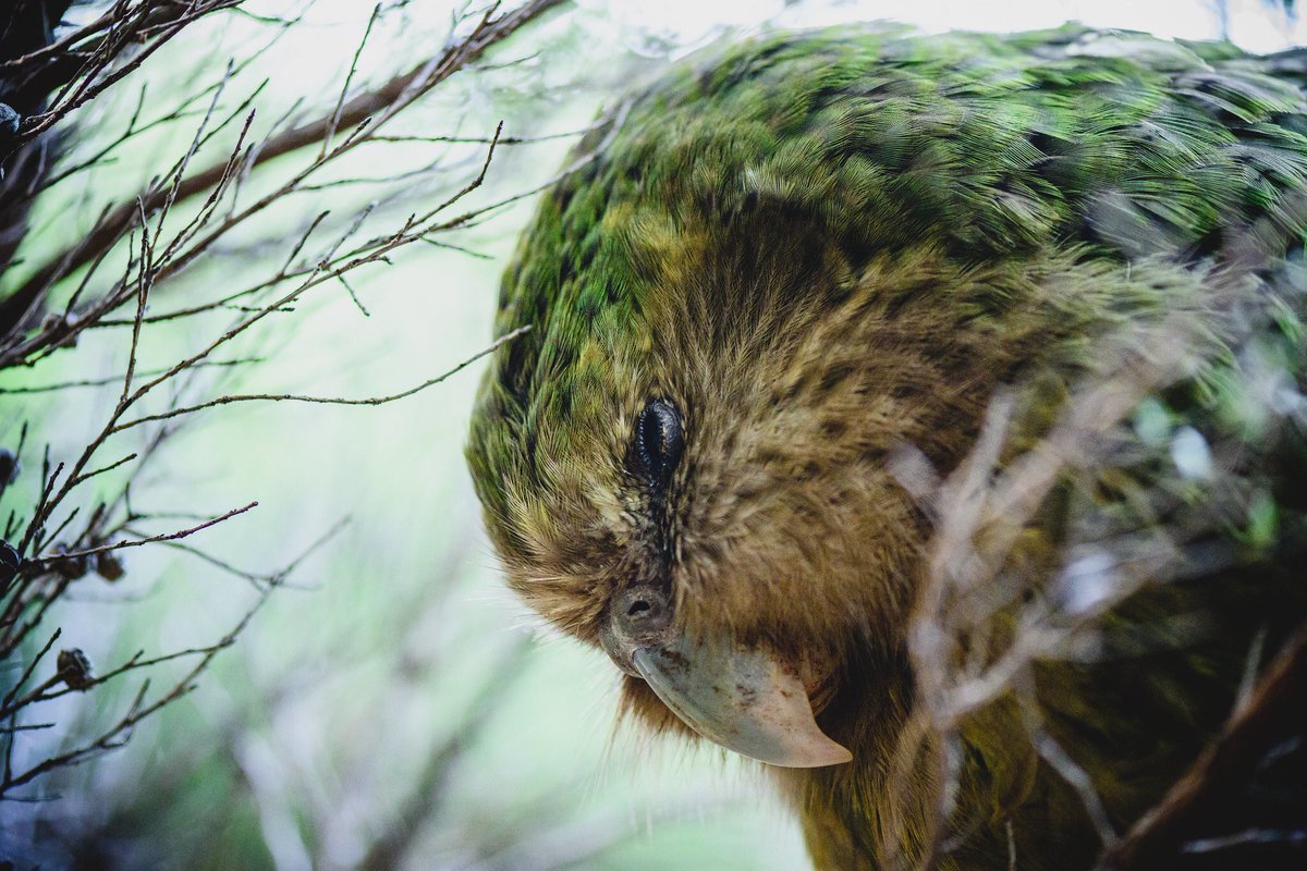 It’s been 40 years since Nora the kākāpō was found on Rakiura.

Check out this blog post from Kākāpō Recovery who manage the kākāpō population with the support of <a href="/NgaiTahu/">Ngāi Tahu</a> and National Partner <a href="/MeridianEnergy/">Meridian Energy</a>: blog.doc.govt.nz/nora  

📷: Jake Osborne