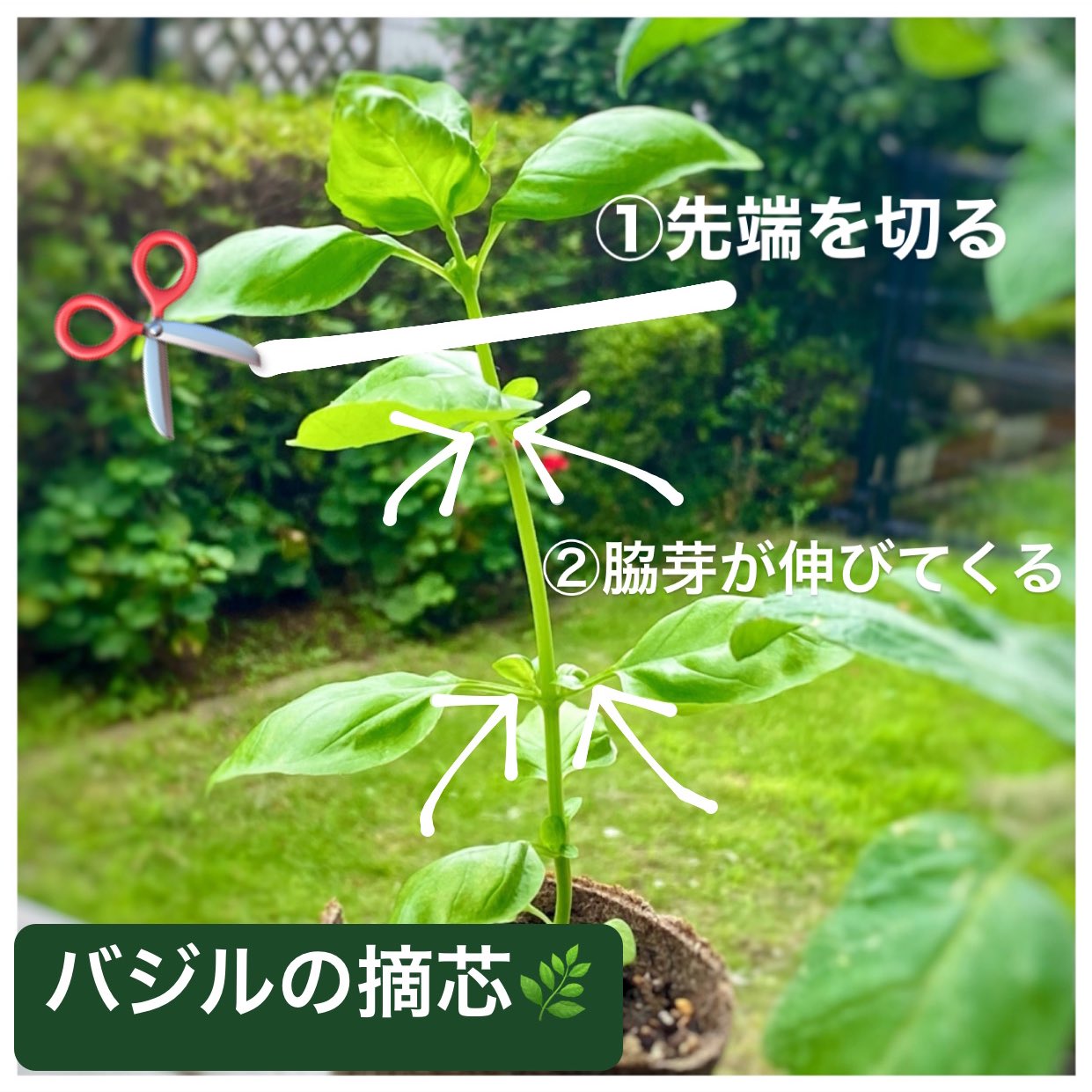 かんちえ 育てる暮らし と愛あるブランドの伴走者 7 8 水 今朝の ちえガーデン この季節 バジルを育ててる人も多いのでは バジルをたくさん採るためには 摘芯 がオススメです 先端を思い切って切る 脇芽が伸びてくる 植物の かんちえ 育てる暮らし と愛あるブランドの伴走者 7 8 水 今朝の ちえガーデン この季節 バジルを育ててる人も多いのでは バジルをたくさん採るためには 摘芯 がオススメです 先端を思い切って切る 脇芽が伸びてくる 植物の