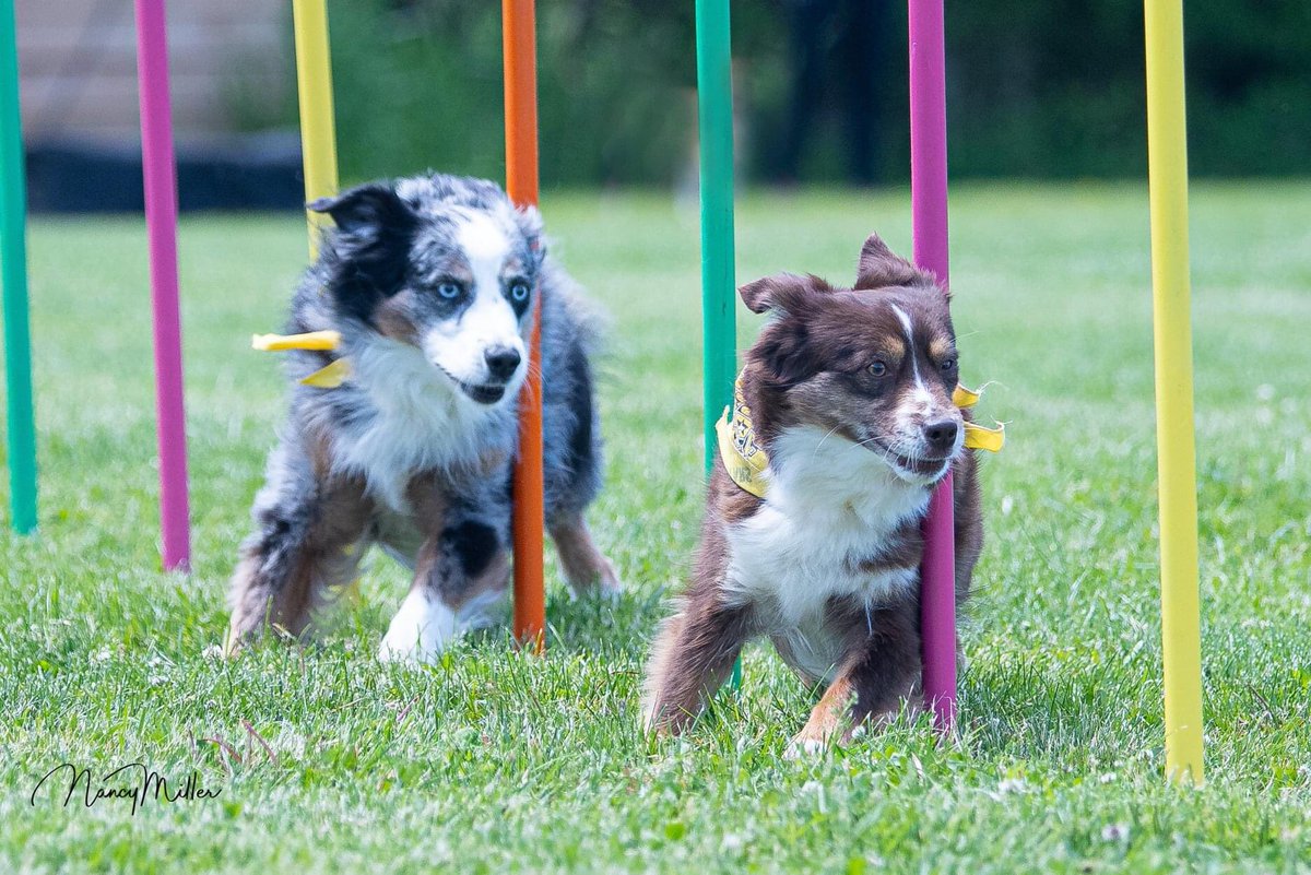 The WoofJocks really miss performing for you, so we created this video as a big MUAH😘 to EVERYONE!