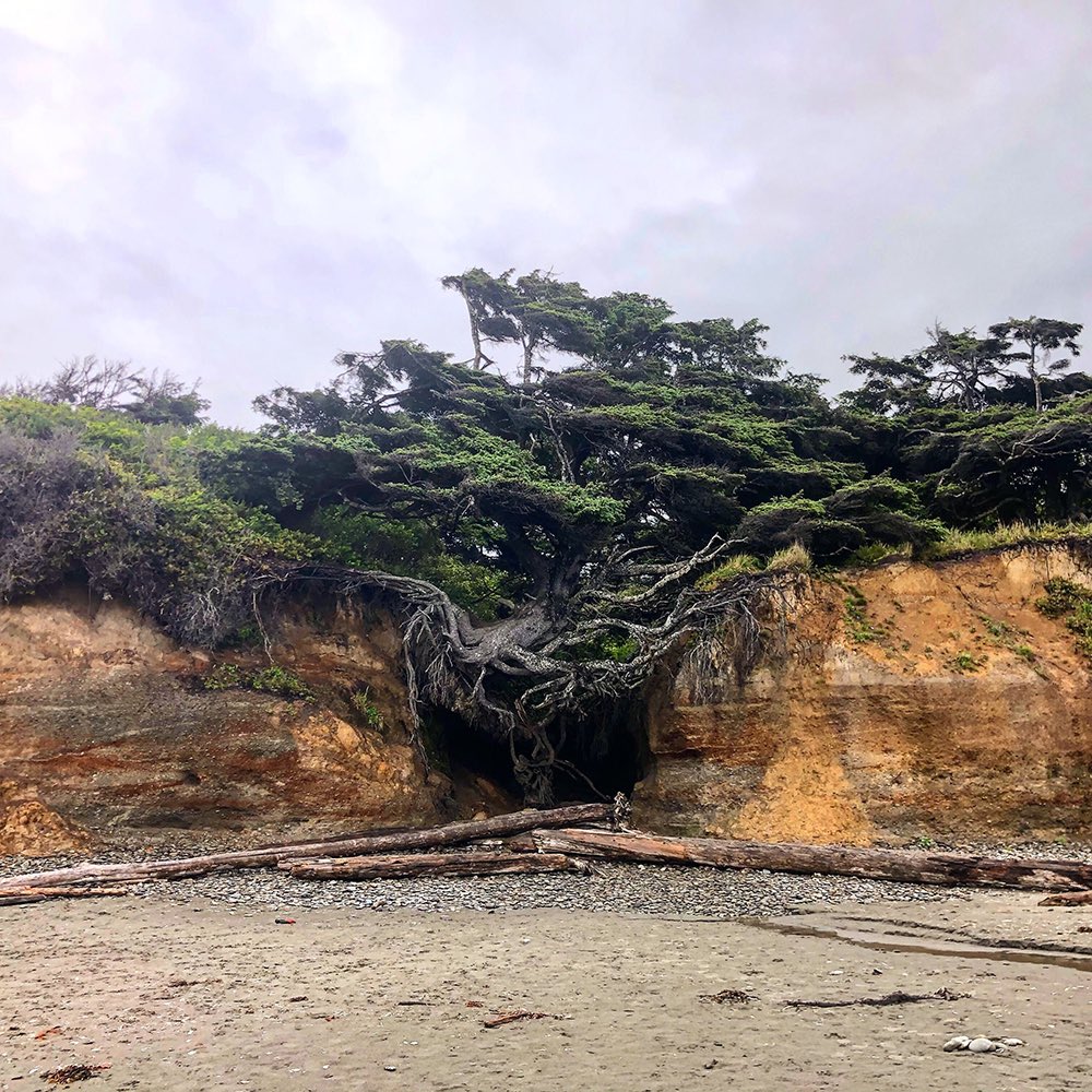 tracethetrail's tweet photo. Tree of Life / Olympic National Park / Forks, Washington, USA

Photo Credit: Katie Reynolds / IG: katie._.did

Photo Coordinates: 47.6135178,-124.3772888

Getting There: https://t.co/47QEKWMzLR

#treeoflife #washington #pnw #olympicpeninsula #beach #tree #hike #earth #earthporn https://t.co/StuO4mRdZr