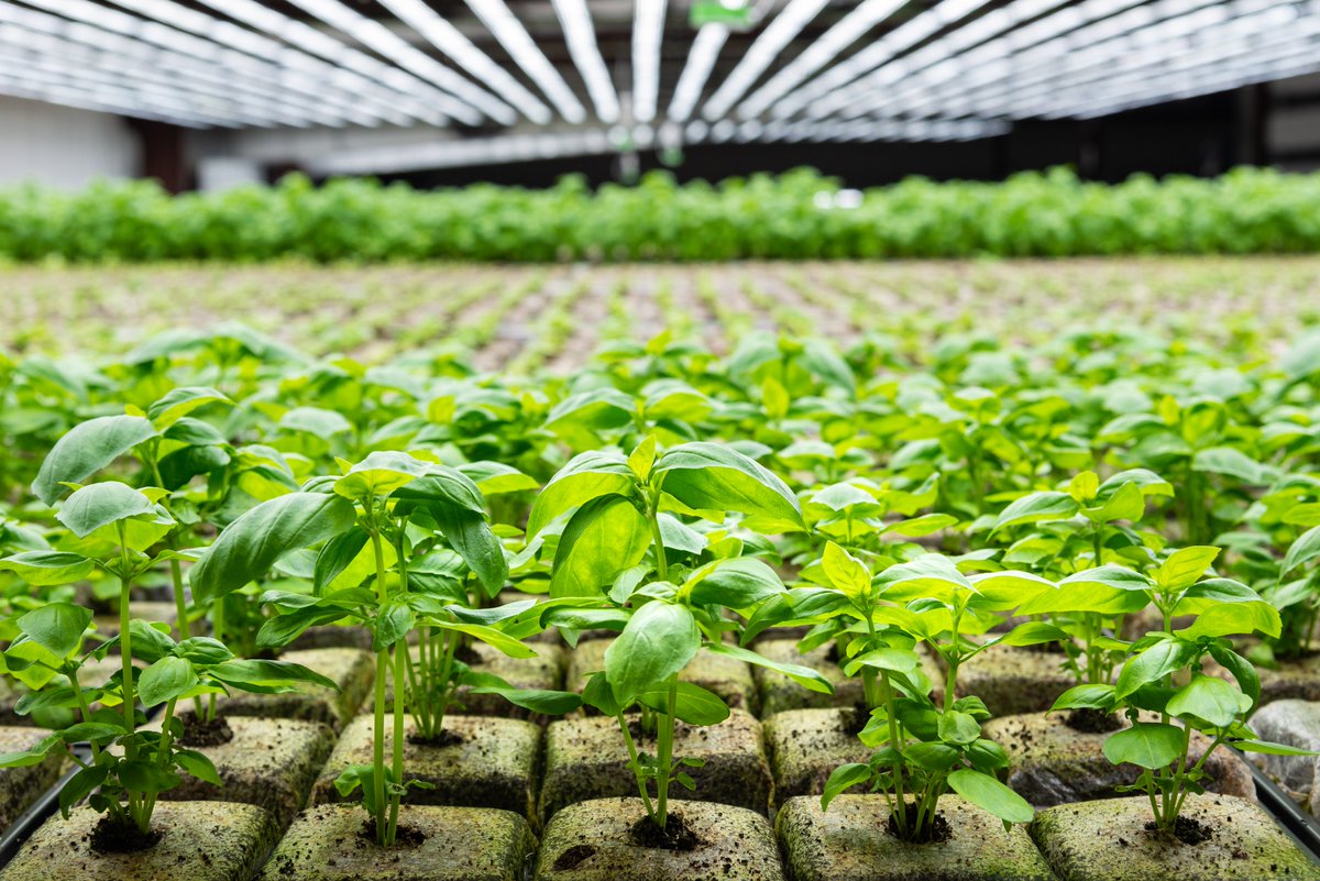 hardee_llc's tweet photo. Our recent basil crops have been doing amazing! Every new crop seems to be doing better than the last. #HealthyLiving #HealthyFood #Basil #Organic https://t.co/qgdv4moXIq