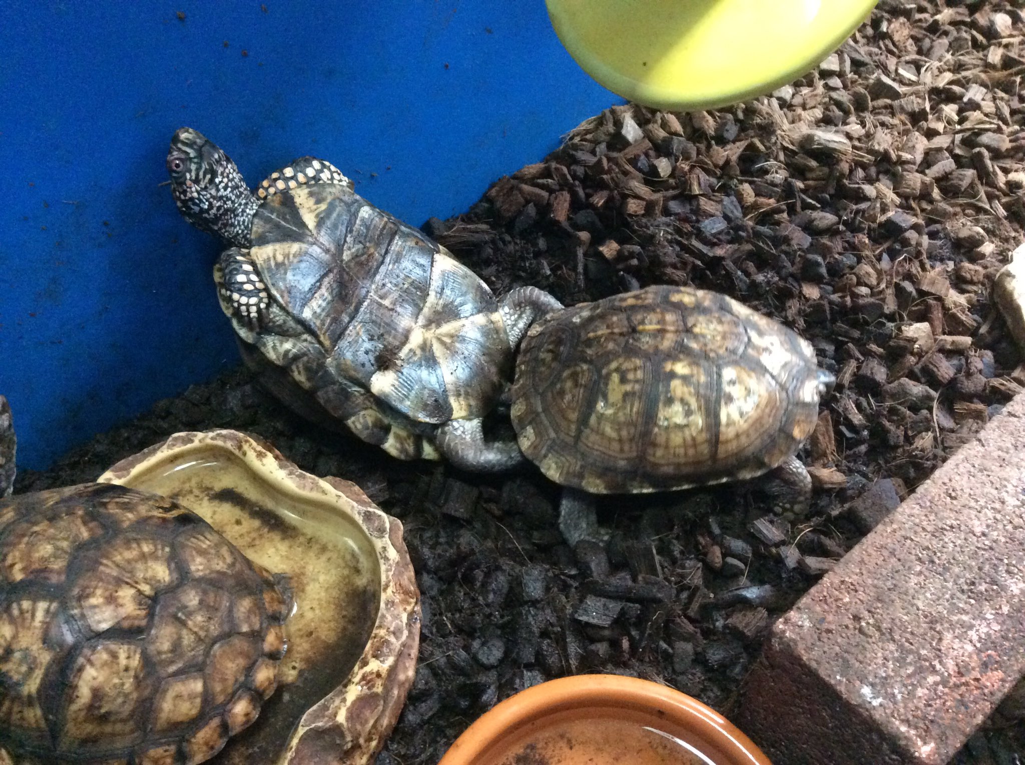 Dorcuslab おはようございます トウブハコガメ が少し育って初めての トウブハコガメ Dorcuslab おはようございます トウブハコガメ が少し育って初めての トウブハコガメ