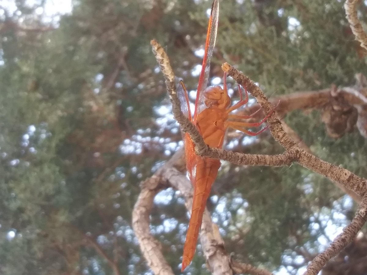 NMMNHS_Bio's tweet photo. Nothing says summer is here like Flame Skimmers, or 𝘓𝘪𝘣𝘦𝘭𝘭𝘶𝘭𝘢 𝘴𝘢𝘵𝘶𝘳𝘢𝘵𝘢. As bright as a firework, this one is stopping by our outdoor exhibit, A Walk Through New Mexico, for a little rest. https://t.co/lxh13Rp3LK