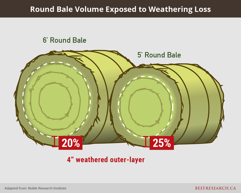 Beef Cattle Research Council tweet media