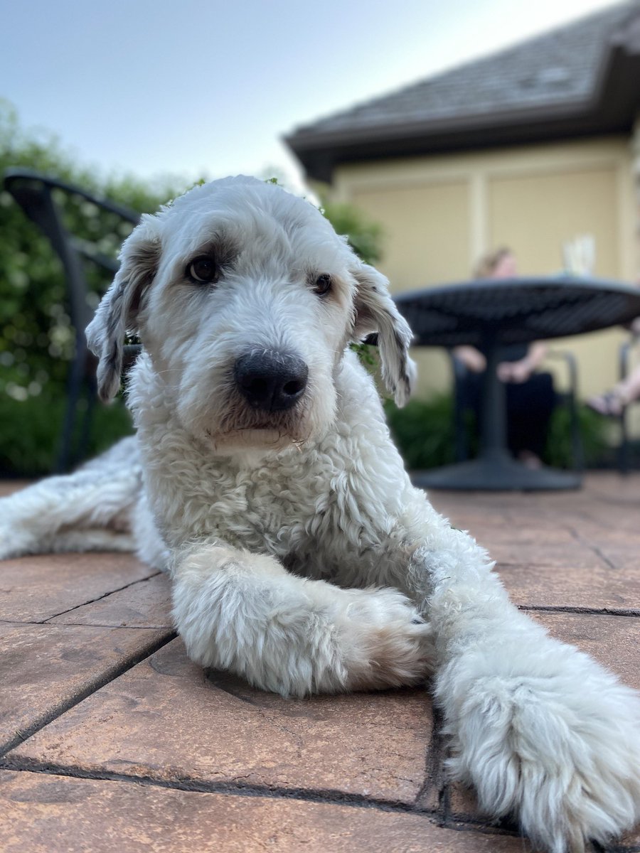 Stu_Depue's tweet photo. Stuart, my best friend and most constant companion, peacefully passed today. He is no longer in pain and will always be watching out for my family and I. Words cannot express how happy I am to have shared him with some of you. He was just the best. https://t.co/XHhSNxtmhn