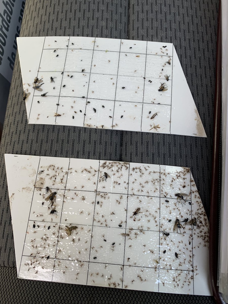 Can canola growers ever catch a break  in 2020 ?  Reseeded crop just nicely through the flea beetle stage and onto Swede midge !