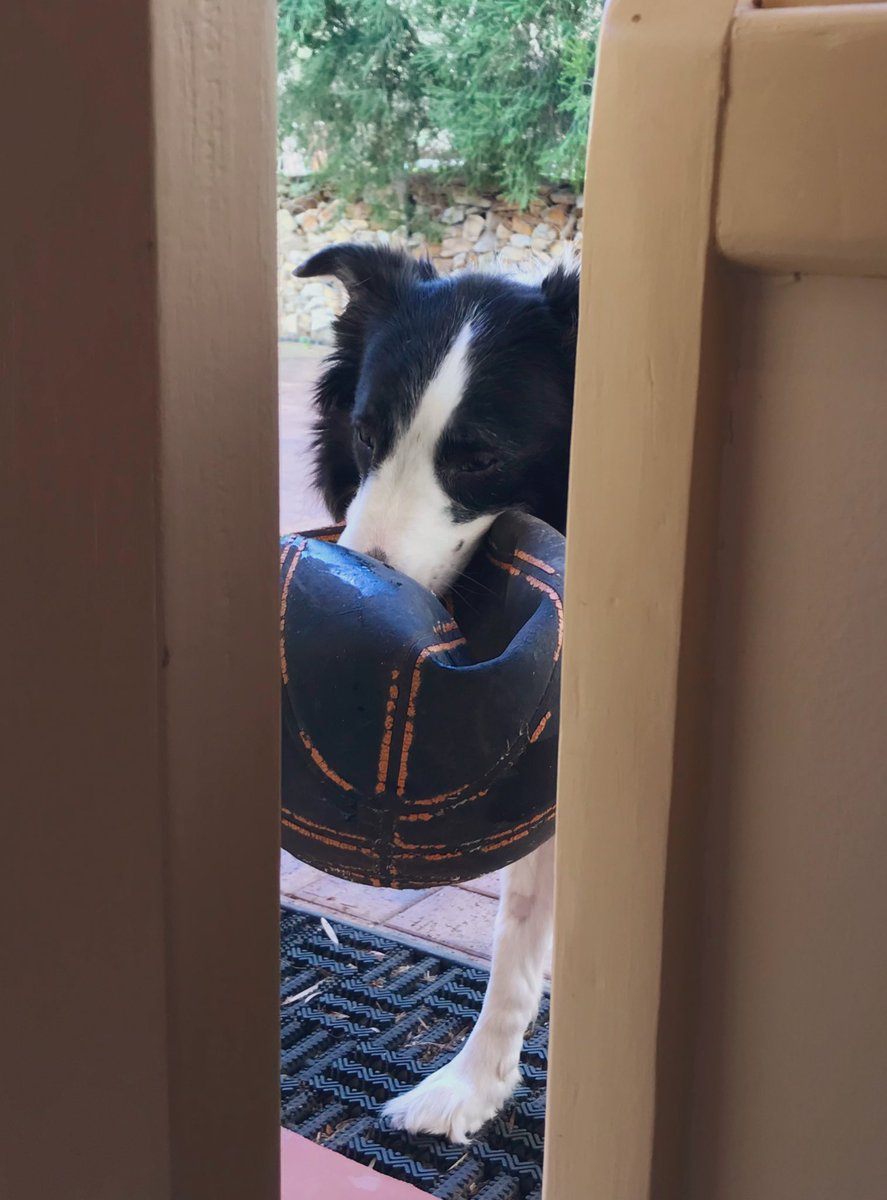 AlisonSBarrett's tweet photo. Feels very strange to be going back to the office after four months of #WFH when others in the same country are beginning another lockdown π #StaySafe
Will miss my work and study buddy #shadowpup #COVID19Aus https://t.co/ZMqb5eIeN9