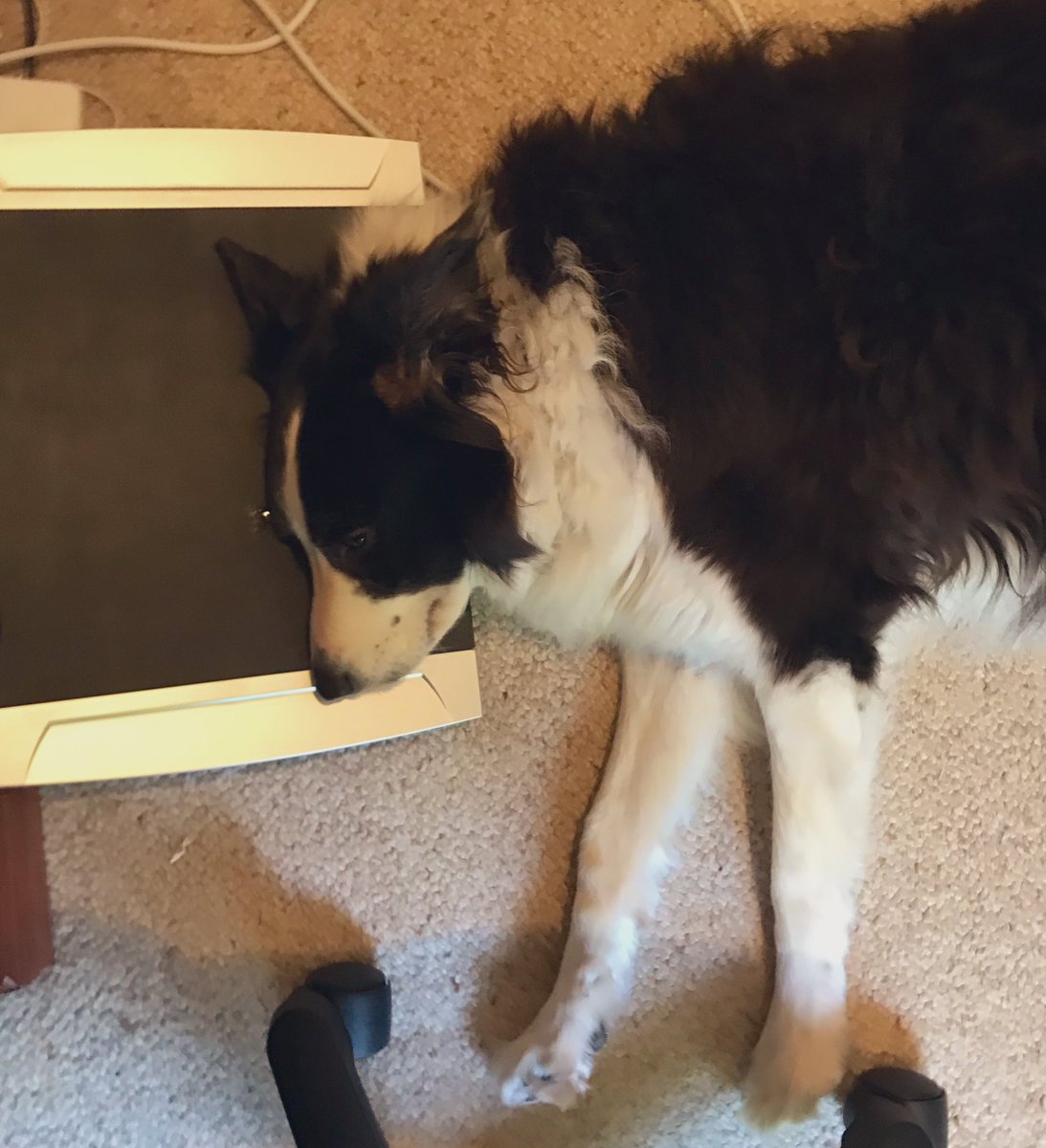 AlisonSBarrett's tweet photo. Feels very strange to be going back to the office after four months of #WFH when others in the same country are beginning another lockdown π #StaySafe
Will miss my work and study buddy #shadowpup #COVID19Aus https://t.co/ZMqb5eIeN9