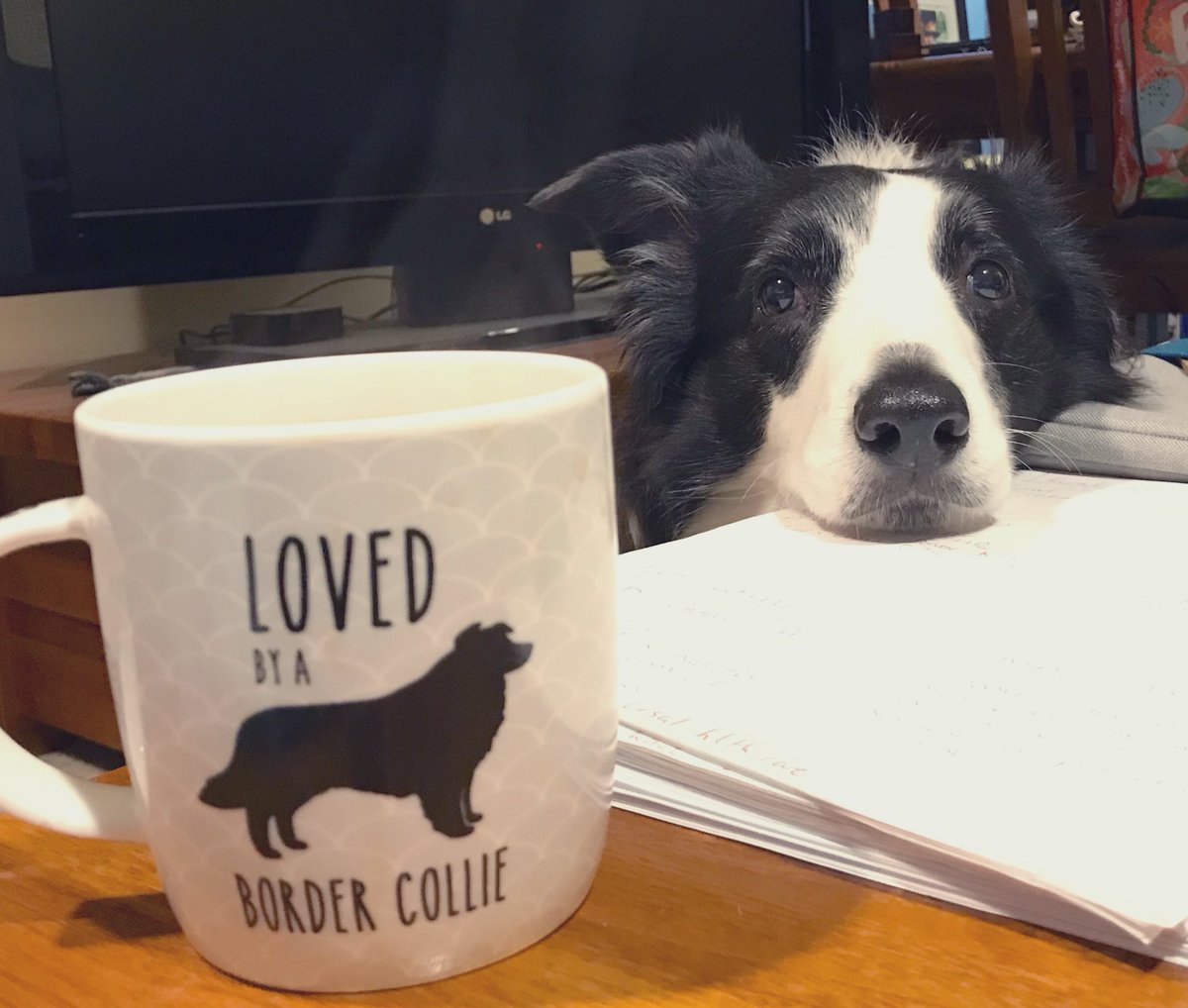 AlisonSBarrett's tweet photo. Feels very strange to be going back to the office after four months of #WFH when others in the same country are beginning another lockdown π #StaySafe
Will miss my work and study buddy #shadowpup #COVID19Aus https://t.co/ZMqb5eIeN9