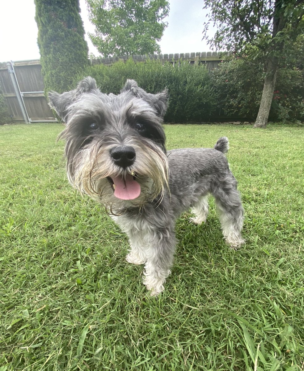 sadie_schnauzer's tweet image. Impawtent Question 🐾:  The hoomans are talking about possibly getting me a puppy brother!  Will I like a brother??  I don’t know anything about boys!  But it might be nice to have someone other than the hoomans to train. 🤔🐶🤷‍♀️ #SchnauzerGang
