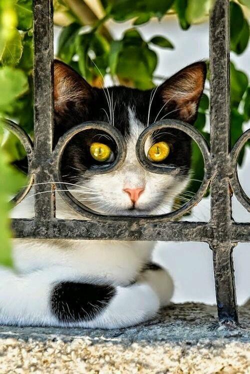 IgorZhygulin's tweet photo. #world 🌏 #nature 🏡 #cat 😿 https://t.co/4tNPK0YAHF