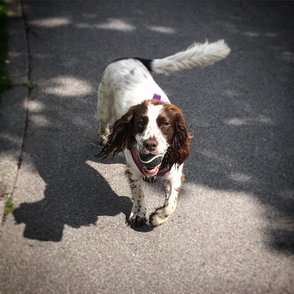 CockersExplore's tweet photo. #ballislife I love playing with my tennis balls :) #fetch #walkies #aww #dogs #spaniel #spaniellife #spanielfun https://t.co/Ff8rGy9avW