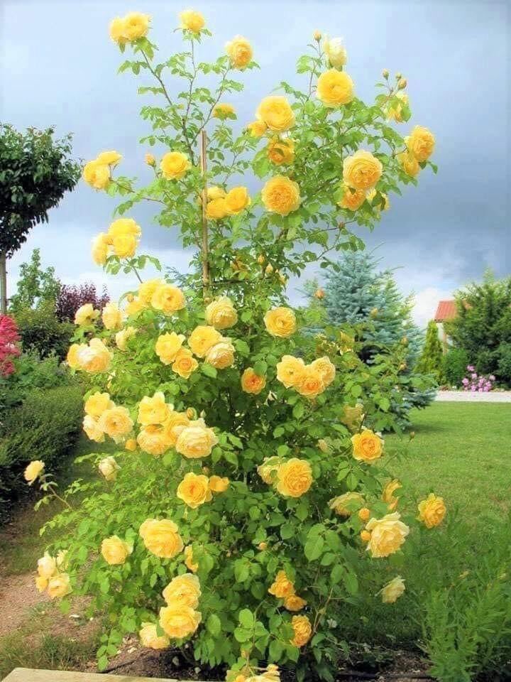 lm_adem's tweet photo. #Erkeğin En Mükemmeli...!
Tek #Kadına ait Olmasını #Bilendir...!!!🌼🌾🌼 https://t.co/e8oMNYdvuP