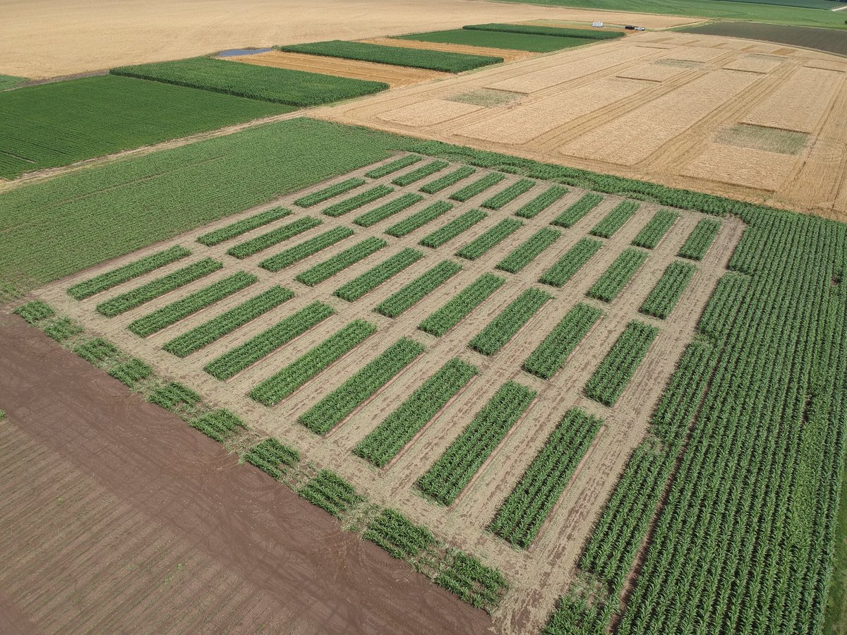 KJagadish_TTU's tweet photo. Beautiful view of sorghum plots and great improvisation by ⁦@tjostmeyer⁩ and ⁦@l_cook5⁩ with the boom (see the boom position in pic 2) to apply variable rate N without breaking the sorghum stalks 👍👏👏 https://t.co/t3eb1YEaTB